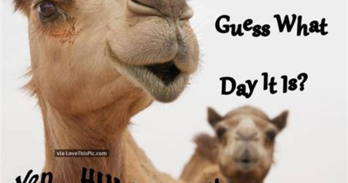 15 Witty Hump Day Memes to Keep You Smiling All Week Long