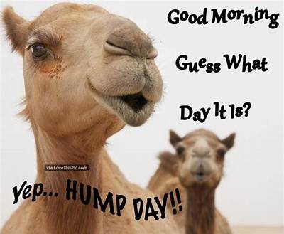 15 Witty Hump Day Memes to Keep You Smiling All Week Long