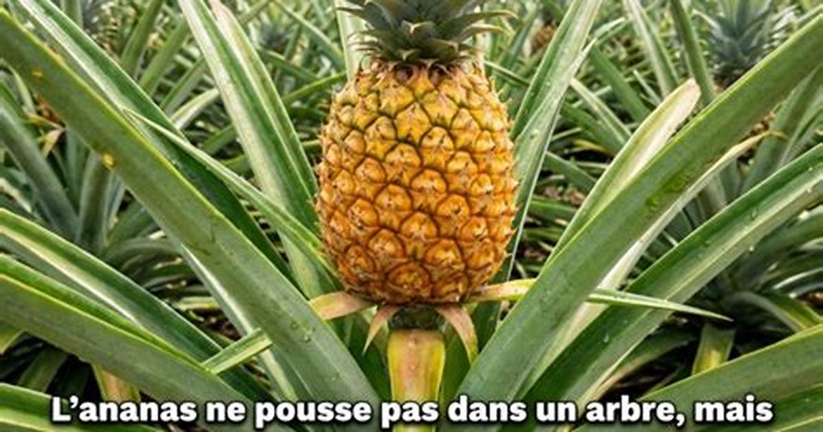 94 Fruits Qui Ne Pousse Pas Dans Un Arbre?