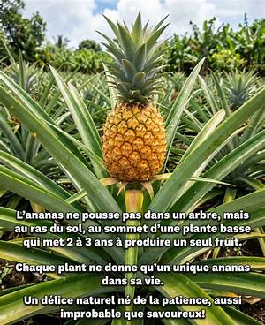 94 Fruits Qui Ne Pousse Pas Dans Un Arbre?