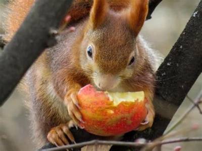 Animal Qui Mange Que Des Fruits?