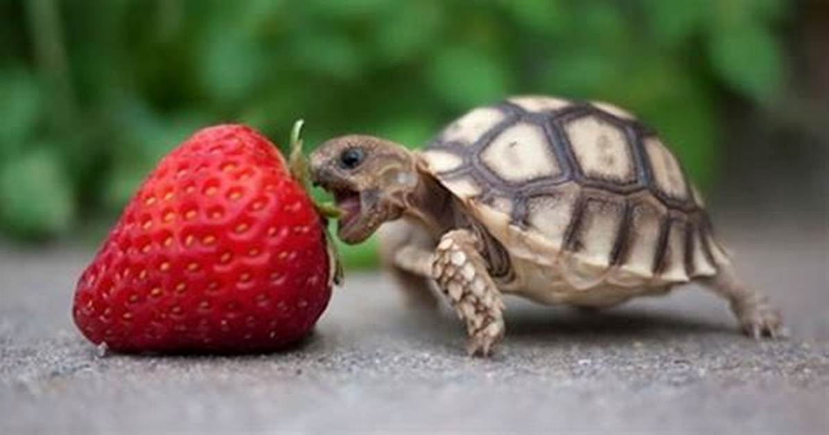 Animaux Qui Mangent Des Fruits?