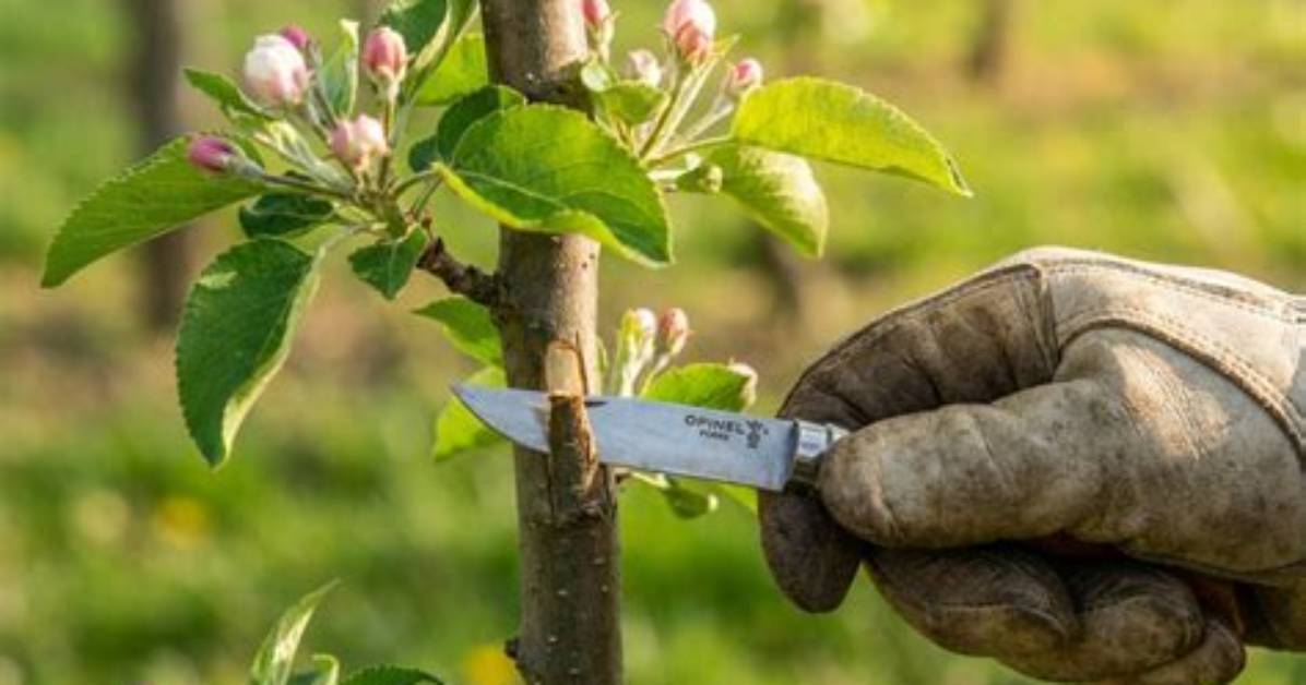 Arbres Qui Ne Donnent Pas De Fruits?