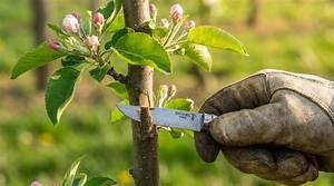 Arbres Qui Ne Donnent Pas De Fruits?