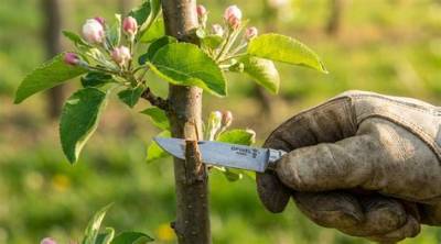 Arbres Qui Ne Donnent Pas De Fruits?