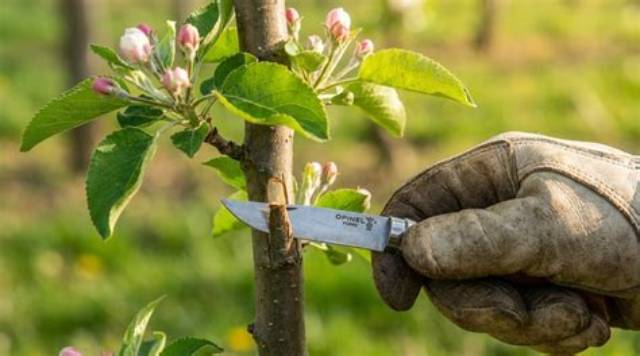 Arbres Qui Ne Donnent Pas De Fruits?