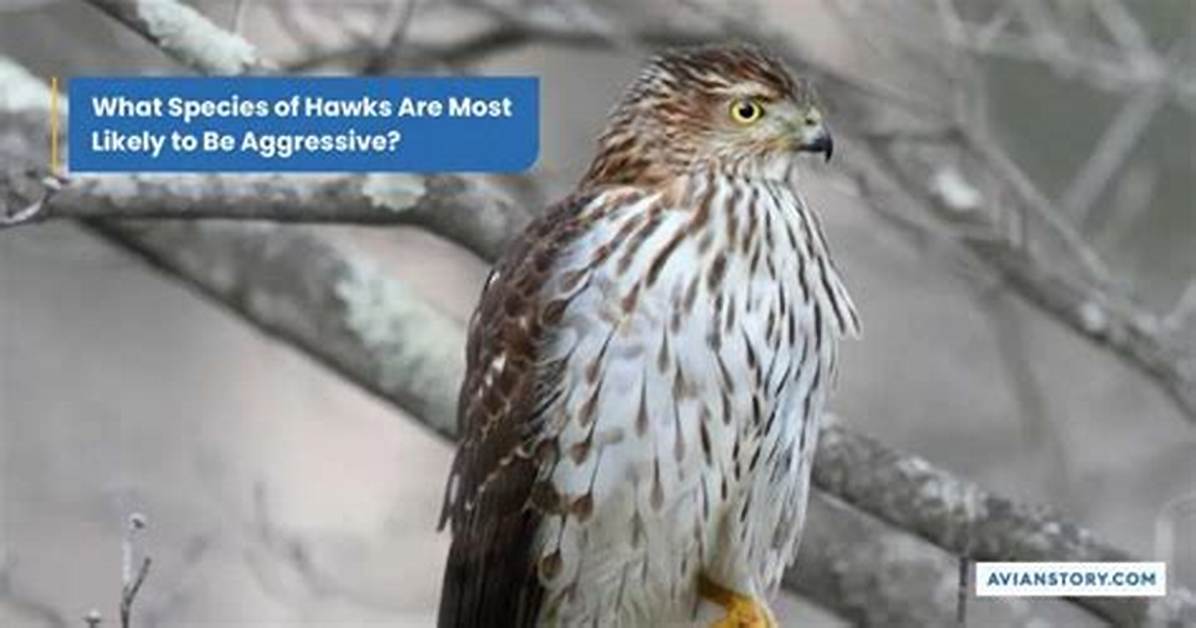 Are Hawks Aggressive to Humans?