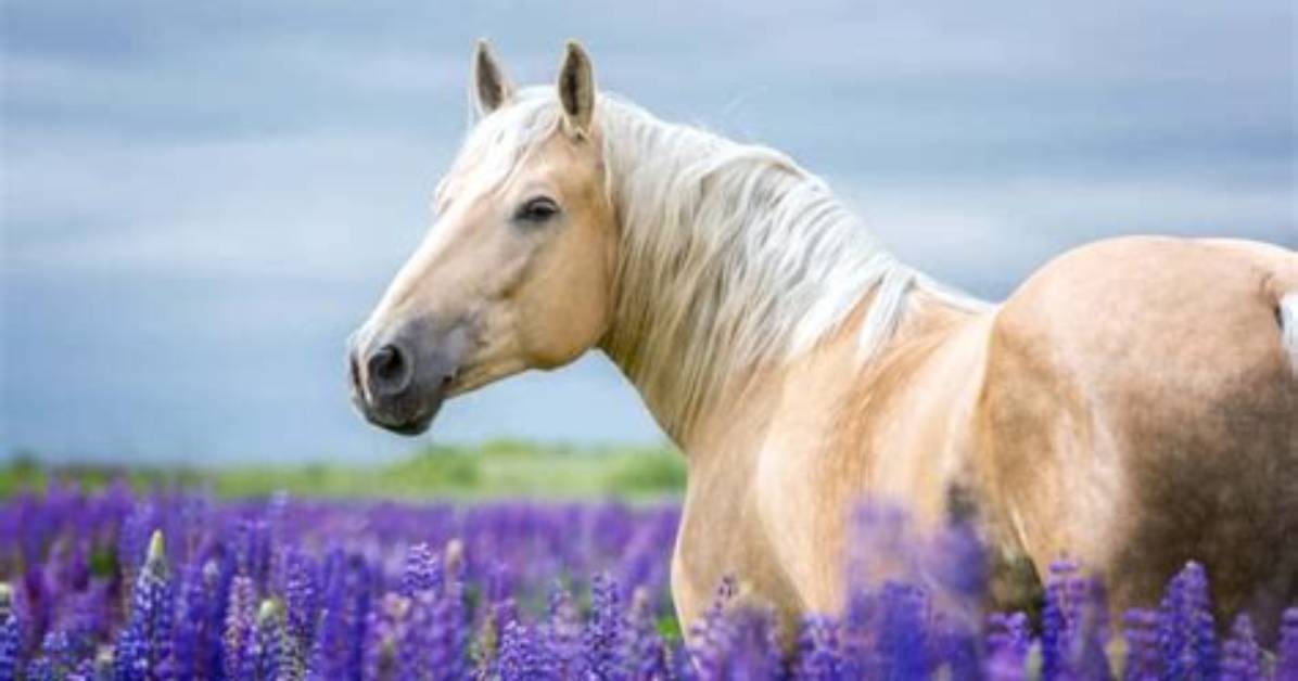 Are Lavender Poisonous to Horses?