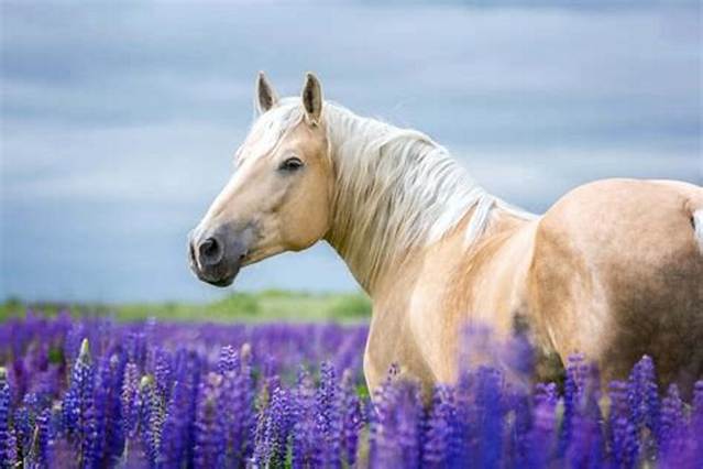 Are Lavender Poisonous to Horses?