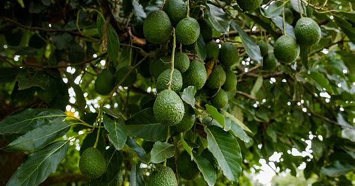 Avocatier Comment Avoir Des Fruits?