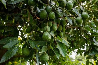 Avocatier Comment Avoir Des Fruits?