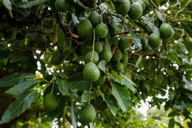 Avocatier Comment Avoir Des Fruits?
