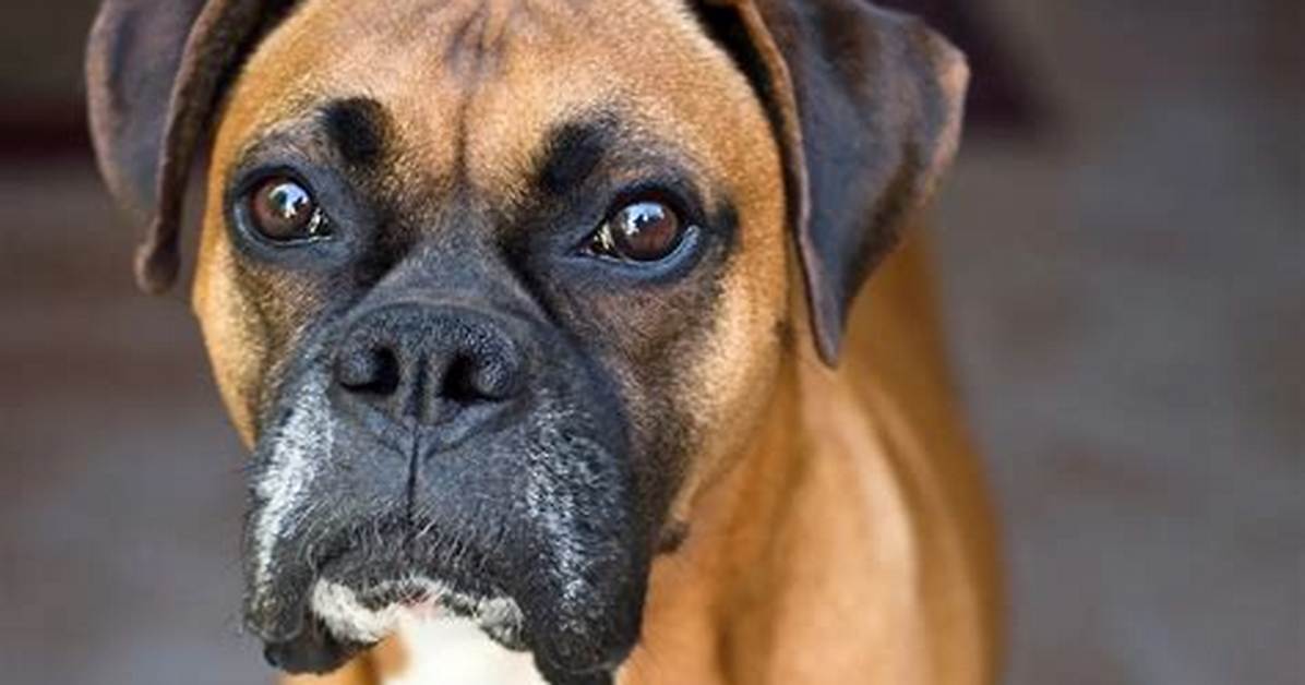 (Boxer)