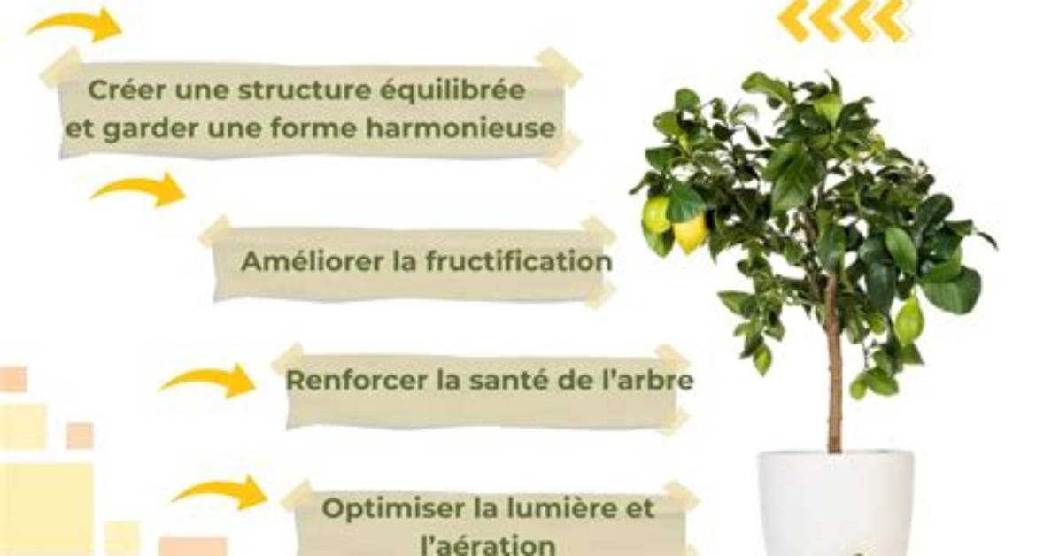 Citronnier Combien De Temps Pour Avoir Des Fruits?