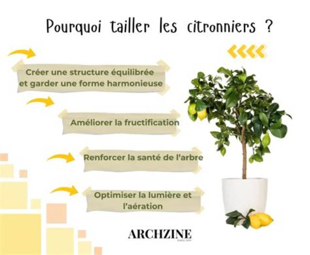 Citronnier Combien De Temps Pour Avoir Des Fruits?