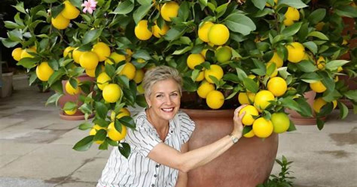 Citronnier Fruits Qui Tombent?