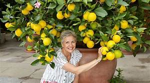 Citronnier Fruits Qui Tombent?