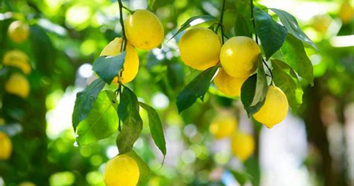 Citronnier Quand Donne Des Fruits?