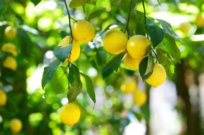 Citronnier Quand Donne Des Fruits?