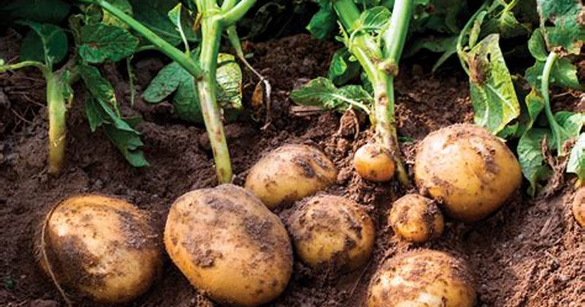 Combien De Plants De Pomme De Terre Dans 3 Kg?