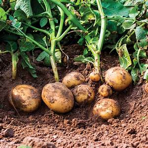 Combien De Plants De Pomme De Terre Dans 3 Kg?