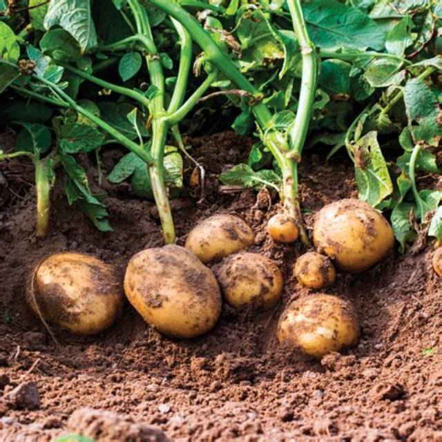 Combien De Plants De Pomme De Terre Dans 3 Kg?