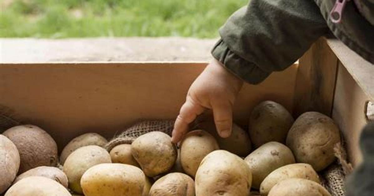 Combien De Pomme De Terre Au M2?