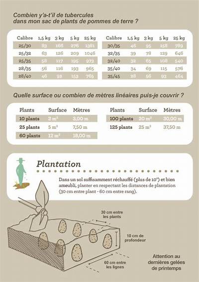 Combien De Pomme De Terre Dans 1 Kg?
