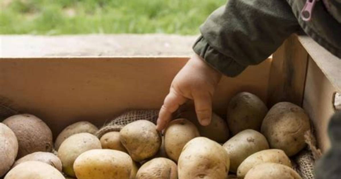 Combien De Pomme De Terre Pour 1Kg?