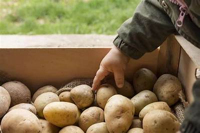 Combien De Pomme De Terre Pour 1Kg?