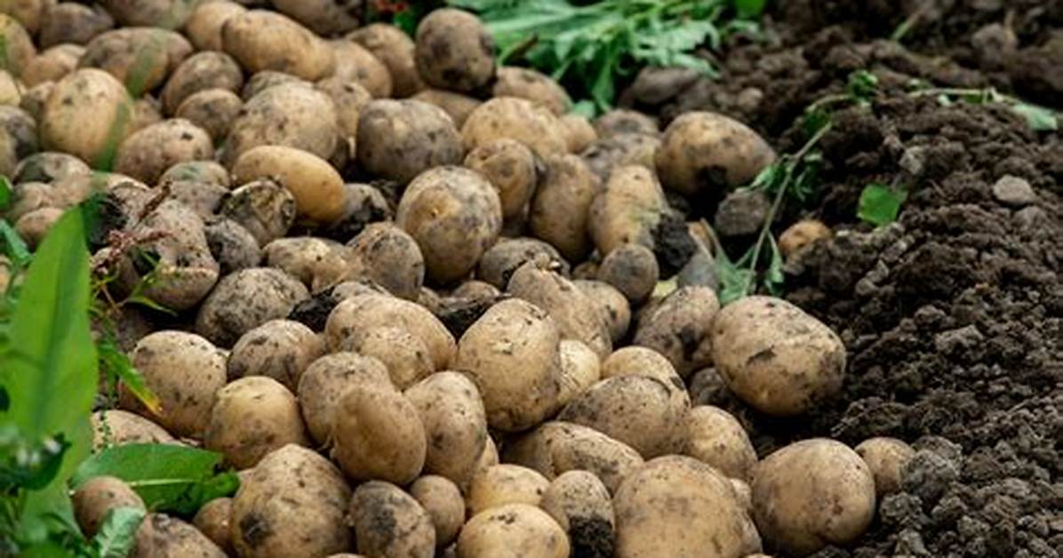 Combien De Pomme De Terre Pour 4 Personnes?