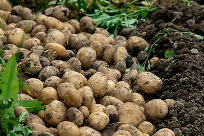 Combien De Pomme De Terre Pour 4 Personnes?
