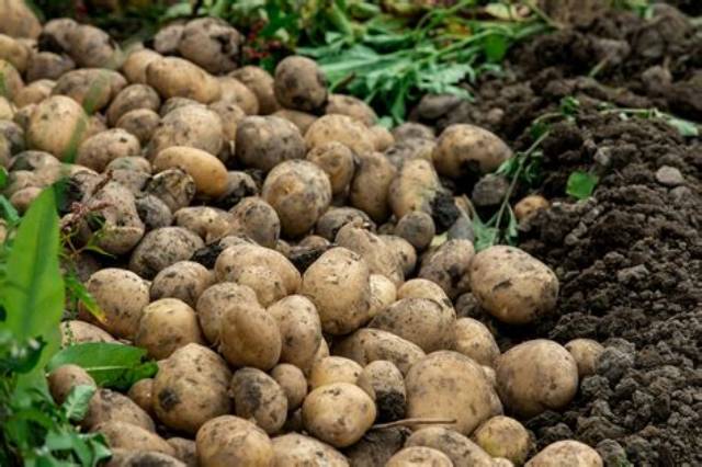 Combien De Pomme De Terre Pour 4 Personnes?