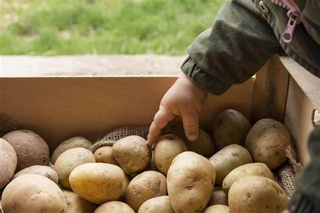 Combien De Pomme De Terre Pour 800 G?