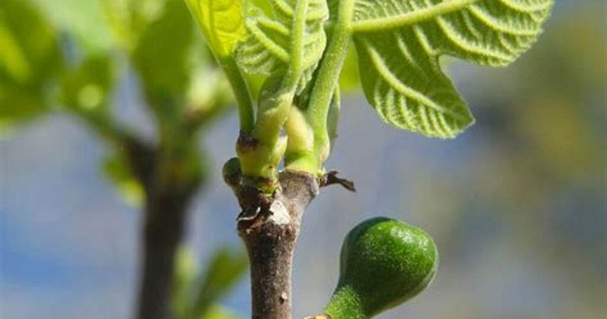 Combien De Temps Met Un Figuier Pour Donner Des Fruits?