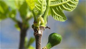 Combien De Temps Met Un Figuier Pour Donner Des Fruits?