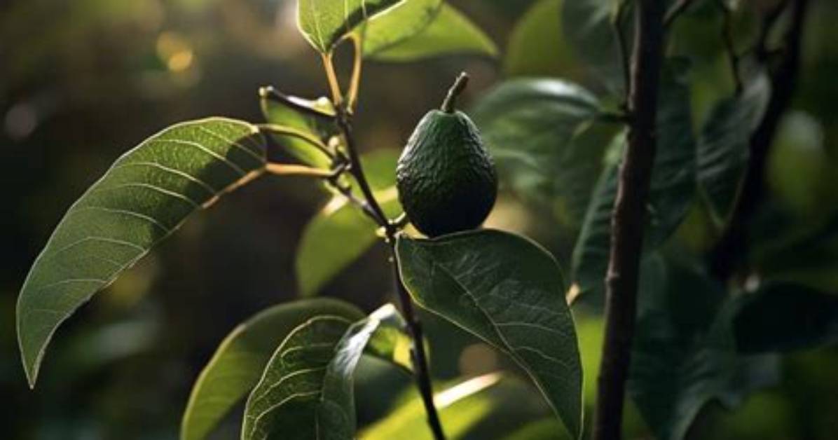 Combien De Temps Pour Qu’un Avocatier Donne Des Fruits?