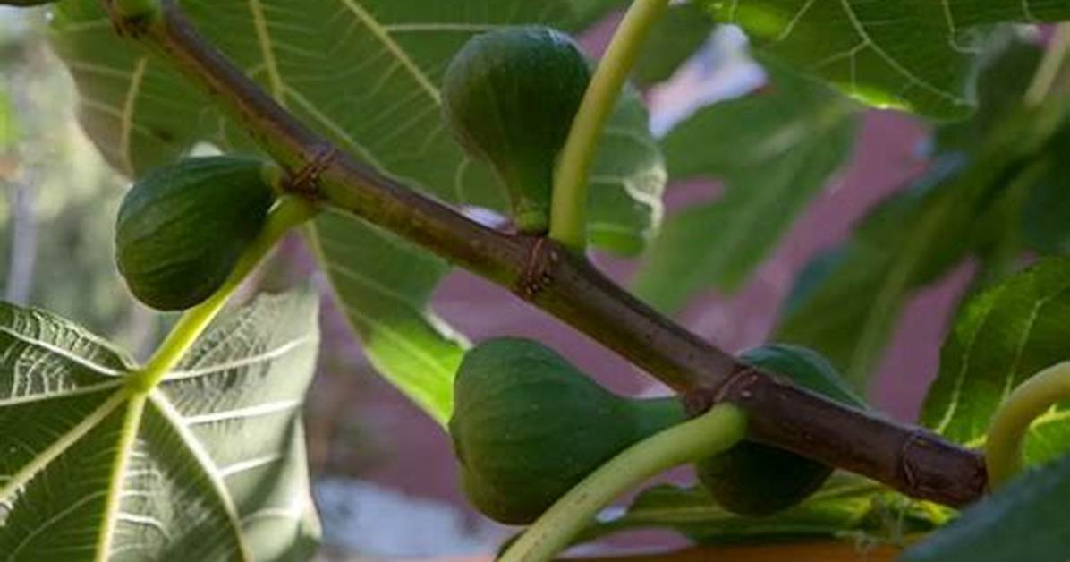 Combien De Temps Pour Qu’un Figuier Donne Des Fruits?