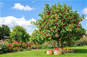 Combien De Temps Un Pommier Donne Des Fruits?
