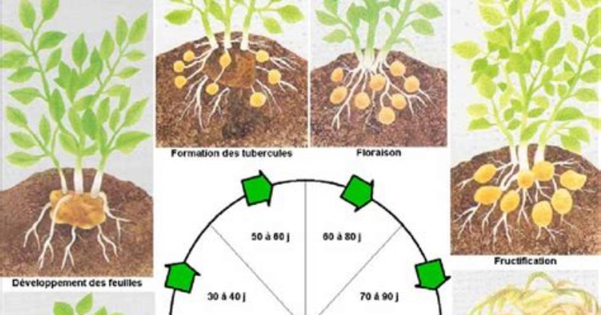 Combien Donne Un Plant De Pomme De Terre?