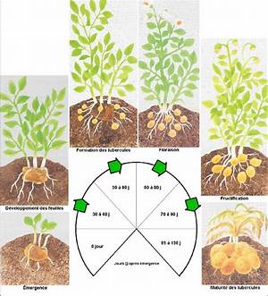 Combien Donne Un Plant De Pomme De Terre?