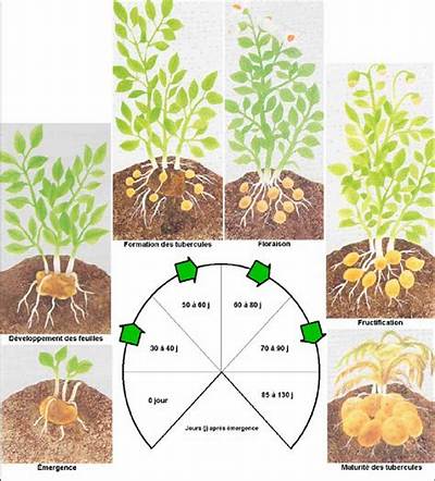 Combien Donne Un Plant De Pomme De Terre?