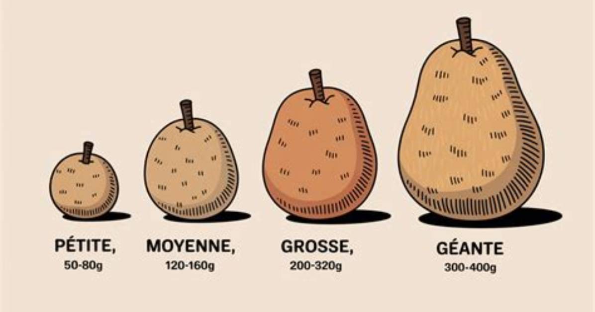 Combien Pese 1 Pomme De Terre?