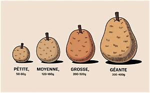 Combien Pese 1 Pomme De Terre?