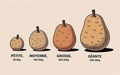 Combien Pese 1 Pomme De Terre?