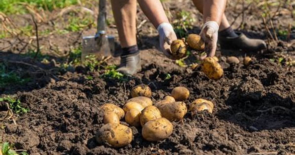 Comment Arracher Pomme De Terre?