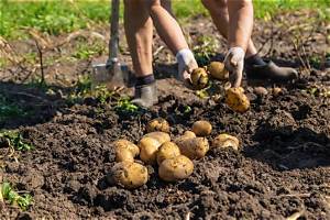 Comment Arracher Pomme De Terre?