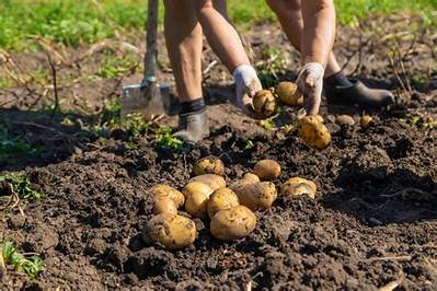 Comment Arracher Pomme De Terre?