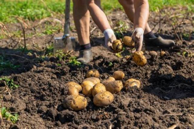 Comment Arracher Pomme De Terre?