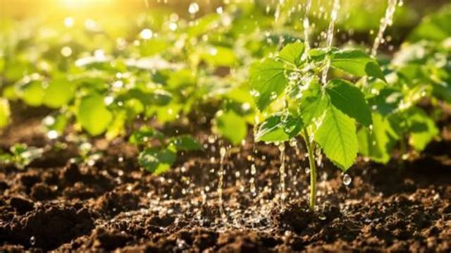 Comment Arroser Pomme De Terre?